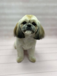 Shih tzu - czesanie w salonie Trzcianka