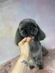 Shih tzu - czesanie w salonie Trzcianka